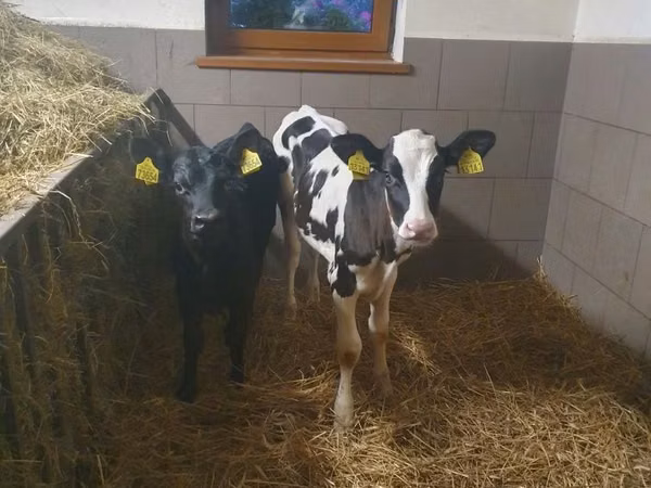 Sapi, Cattle