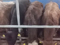 Banteng, Simmental cattle — foto 5