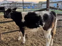 牛只（批次，未指定性别）, Belgian Blue — 照片 5