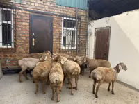 मेढ़ा, Rhon sheep — फ़ोटो 2