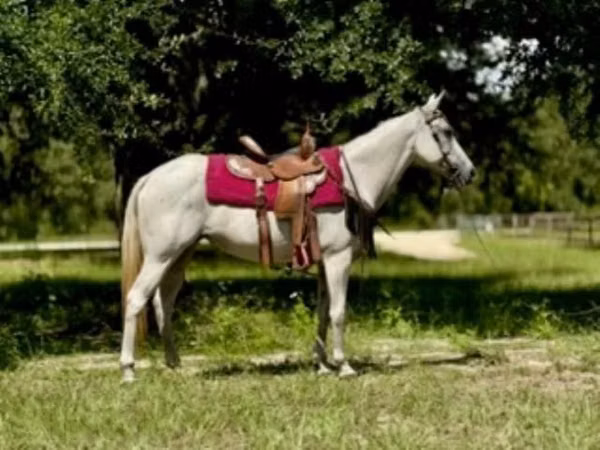 Yegua, Quarter Horse