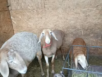 Brebis, Arashan sheep — photo 2