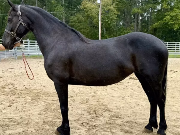雌馬, Friesian
