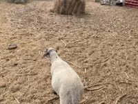 Carnero, Tsigai sheep — foto 3