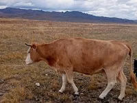 गाय, Latvian Blue cattle — फ़ोटो 1