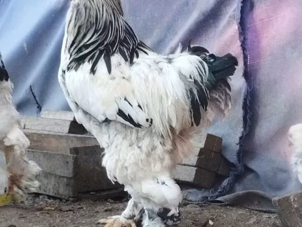Brahma