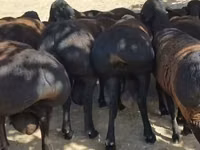 Domba jantan, Baerchuke sheep — foto 3