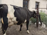 Sapi, Russian Black pied cattle — foto 3