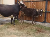 Vaca, Raza Alatau — foto 7