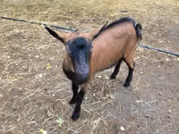 تيس, Alpine goat — الصورة 3