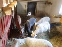 Sheep, Cameroon sheep — photo 2