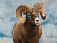 Widder, Gorkov sheep — Foto 1
