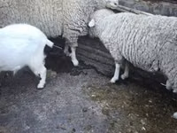 Ram, Sheep — photo 2