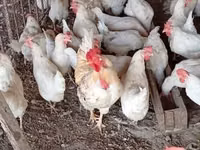 Chickens — foto 2