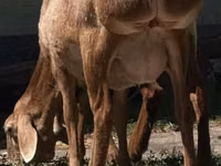 Schaf, Afghan Arabi sheep — Foto 2