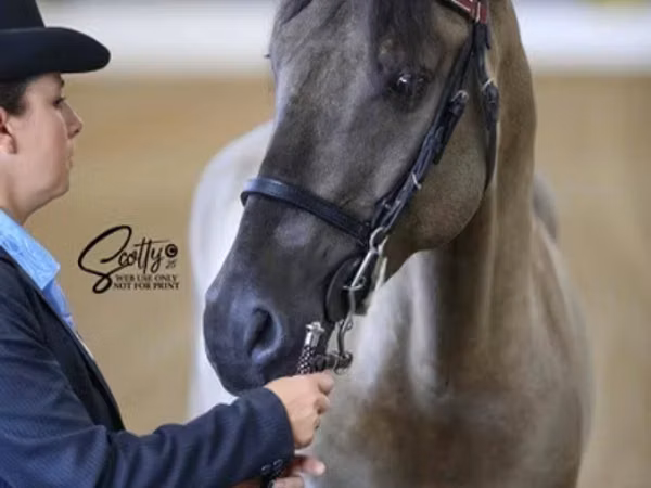 雄馬, Rocky Mountain Horse