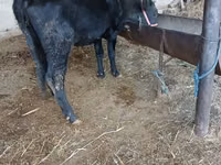 Vaca, Ganado vacuno — foto 2