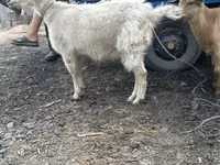 Goat, Goats — photo 1