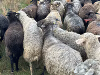 Schaf, Bessarabian sheep — Foto 4