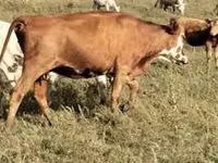 Sapi, Red Steppe Cow — foto 2