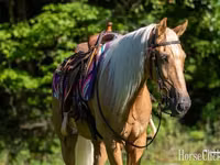 Caballo, Palomino — foto 5