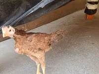 Chickens — foto 5