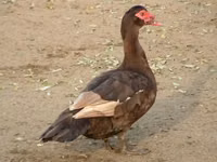 Ducks — foto 1
