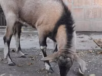 Ziegenbock, Nubian Goat — Foto 3