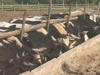 Toro, Montbéliarde — foto 1