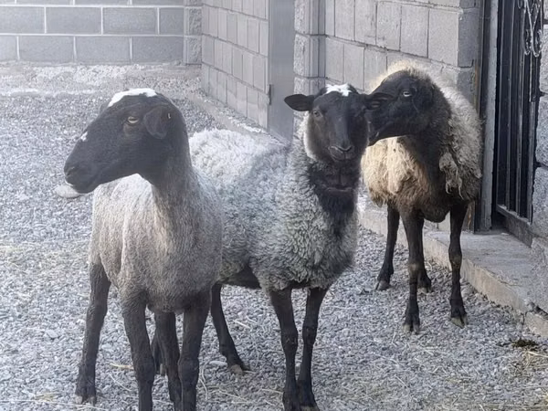Oveja, Romanov sheep