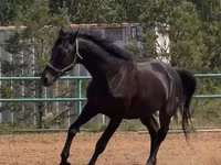 Caballo, Trakehner — foto 3