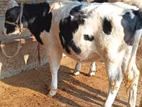Bovinos (lote, sexo no especificado), Russian Black pied cattle — foto 1