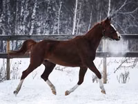 Kuda betina, American shetland pony — foto 2