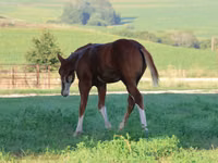 Caballo, Alter Real — foto 5