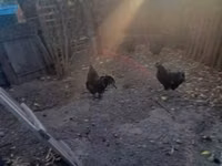 Ayam Cemani — photo 5