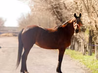 Jument, Thoroughbred horse — photo 3
