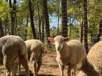 羊（ロット、性別未指定）, Ile-de-France sheep — 写真 4