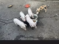 Cerda — foto 5