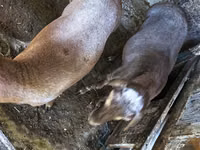Carnero, Hissar sheep — foto 8
