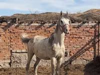 حصان, Anglo-Arabian — الصورة 2