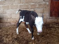 Kuh, Simmental cattle — Foto 3