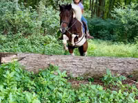 雄馬, Pinto horses — 写真 6