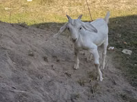 Boucs, Russian White goat — photo 2