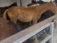 Caballo, Russian Don — foto 4