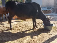 Vaca, Ganado vacuno — foto 1