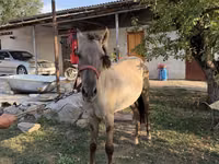 حصان, Tiger horse — الصورة 1