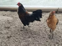 Czech Gold Brindled Hen — photo 6