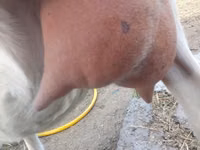 Ziegenbock, Saanen goat — Foto 8