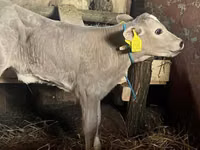 بقرة, Charolais cattle — الصورة 1