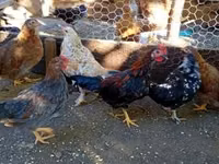 Chickens — Foto 6
